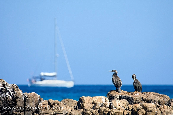 Cormorani a Orosei (40D_9557 Canon 100-400mm_2rid).jpg
